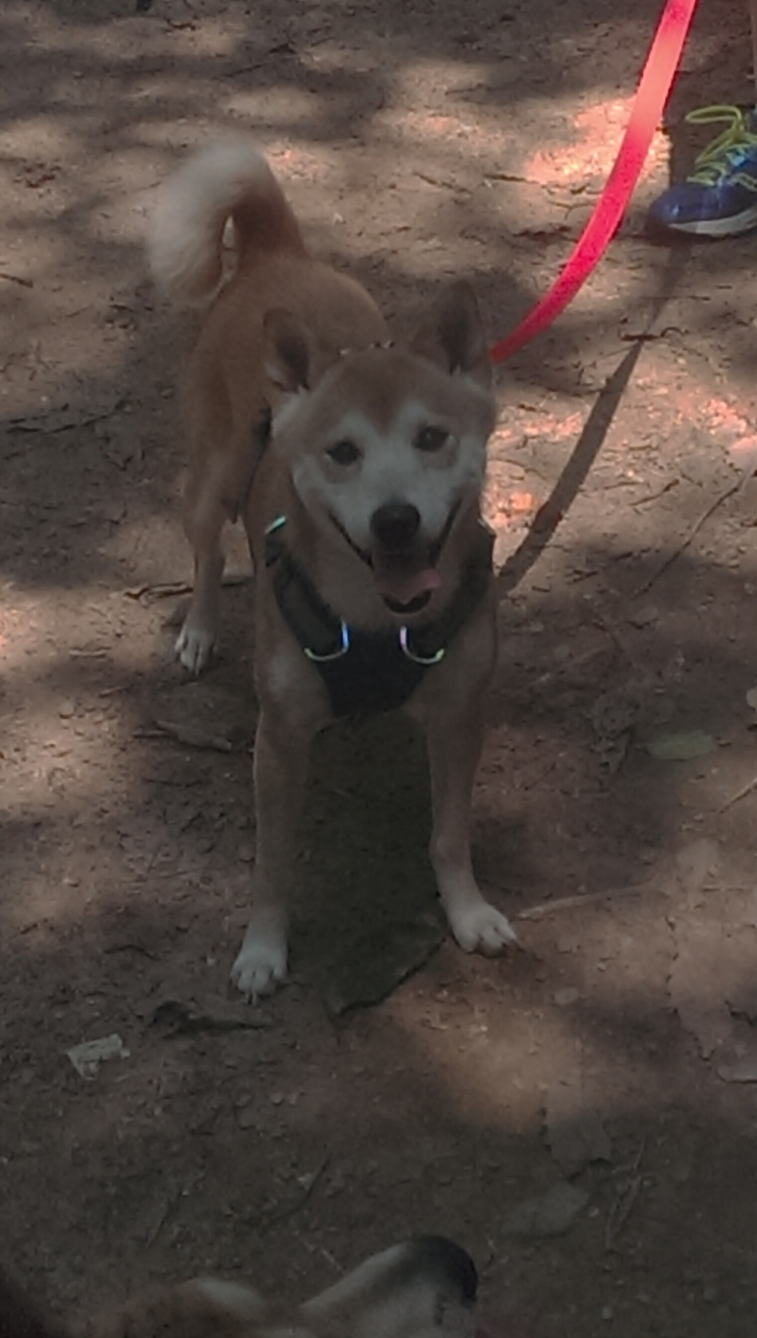 世界杯超级对决：战术变换中的精彩体现，超级对决欧洲杯