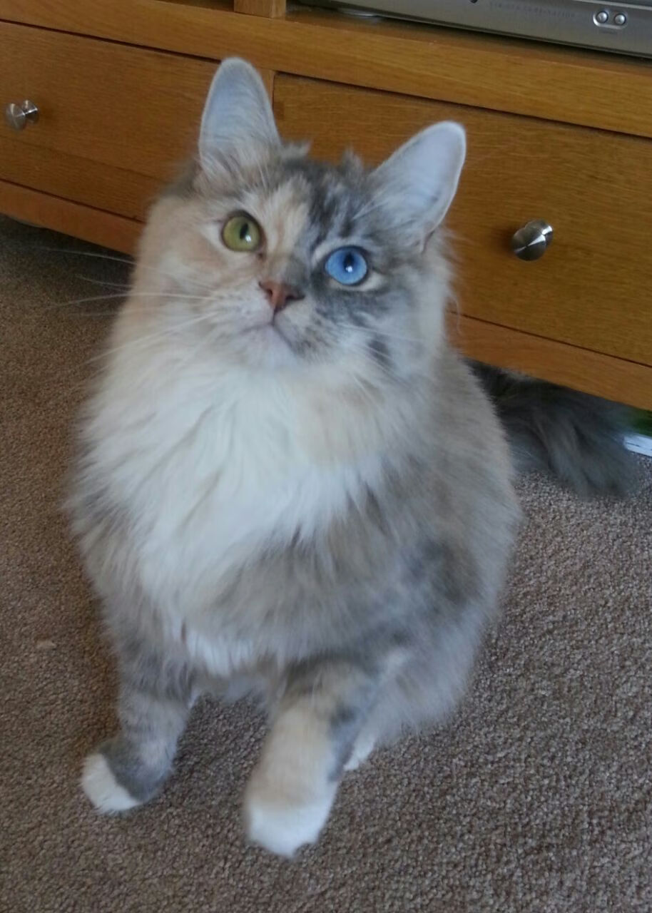 中国篮球俱乐部推动运营数字化转型提升管理效率，篮球俱乐部管理系统