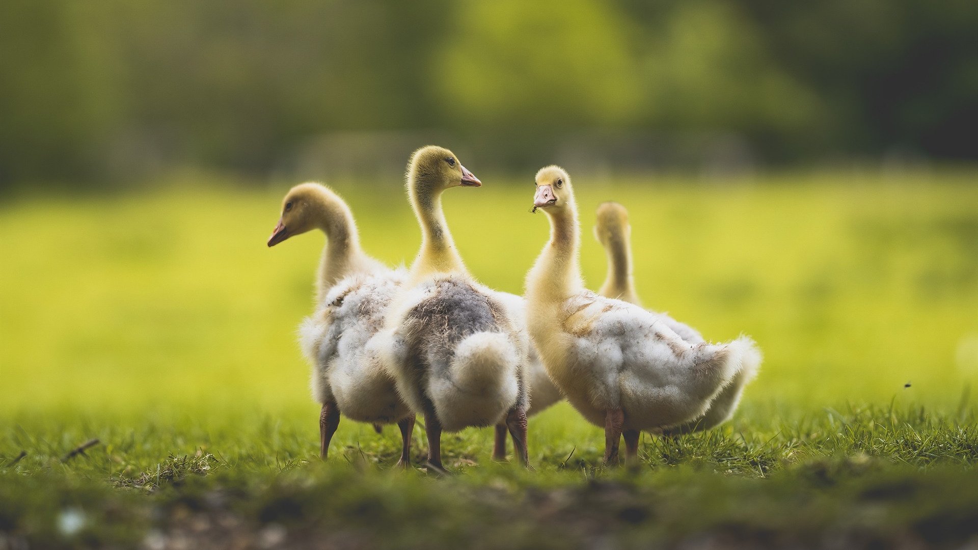 体育新闻中心通报运动会赛程协调机制运行成果，运动比赛新闻