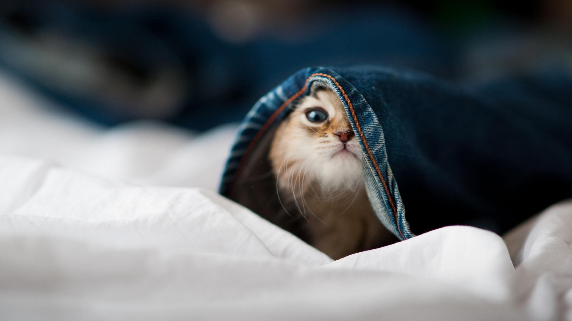 塞内加尔男篮在非洲锦标赛中奋勇争冠,创造非洲新纪录,非洲杯塞内加尔阵容