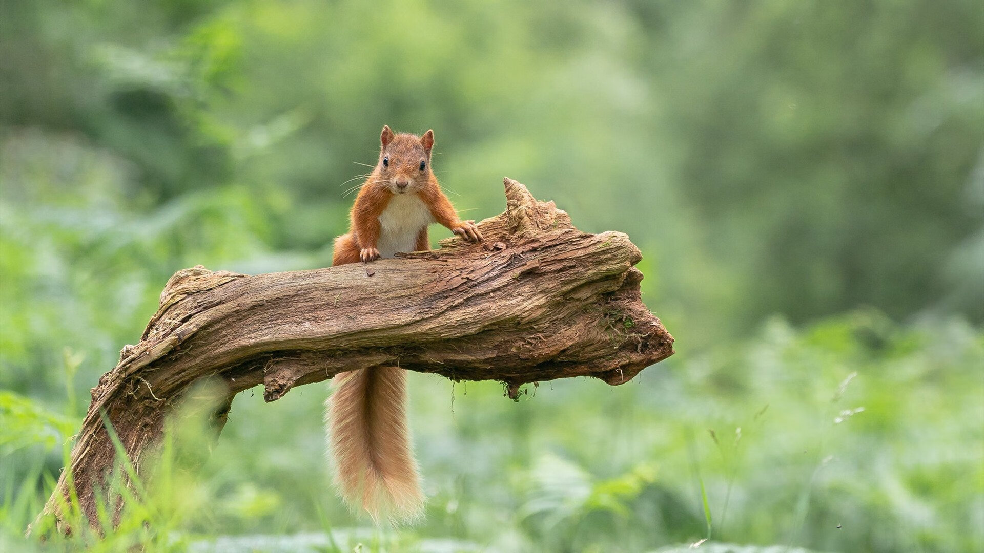 塞内加尔男篮在非洲锦标赛中奋战不止，逐步走向世界舞台，塞内加尔男篮排名