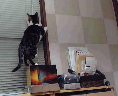 希腊女篮在欧洲锦标赛中再夺冠军，延续荣耀传奇，希腊 欧锦赛