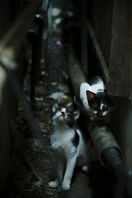 旗下足球俱乐部成立绿色能源基金